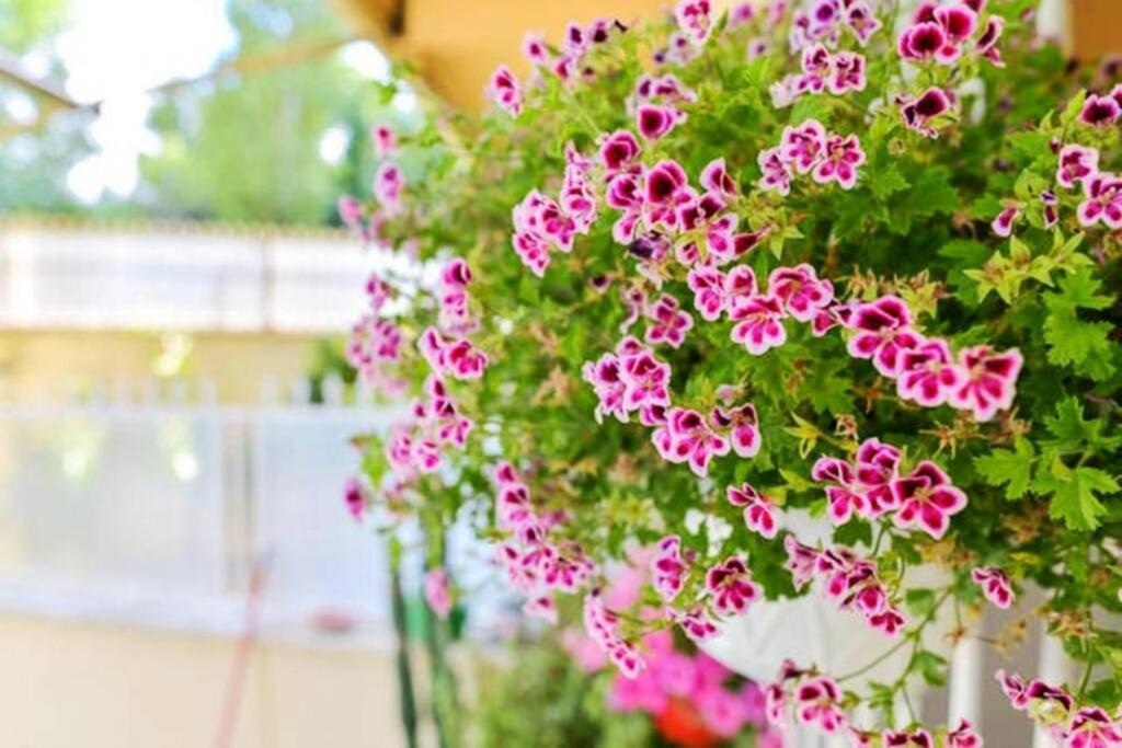Dolci Sogni Romani Senza Scale O Barriere Экстерьер фото